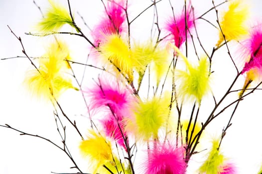 Easter Twigs with Coloured Feathers with white background