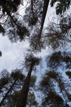 Pine Trees Reaching for the Sky in Swedish forest.
