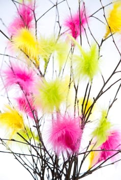 Easter Twigs with Coloured Feathers with white background