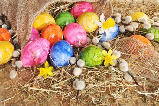 Easter eggs in jute sack with daffodils and palm kittens on wooden floor