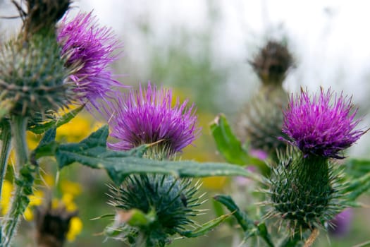 wild Irish thistle growing in the countryside fields