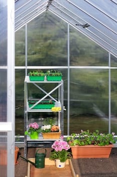 Greenhouse with first seedlings