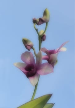 Orchid - Cymbidium - Art