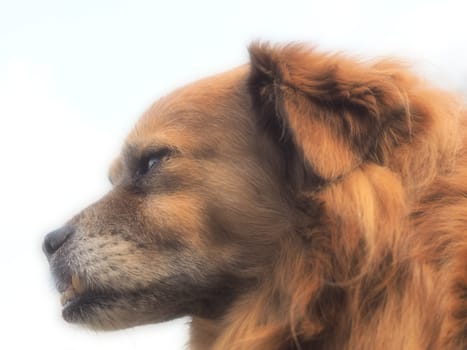 Dog Portrait - Foxy - Art