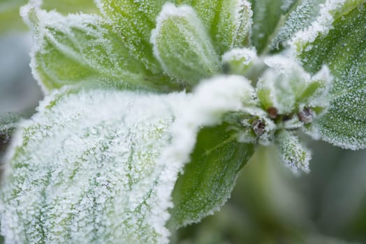 Close up of green plant covered with the frost