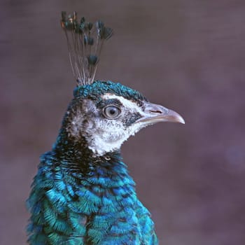 Female peacock wears feather crown