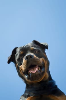 Rottweiler