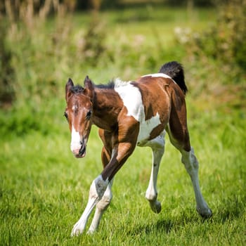 Small foal at the wild romp around on the paddock.