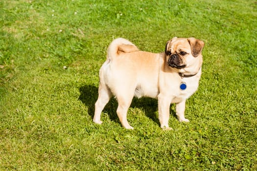Dog Pug on green grass in a park