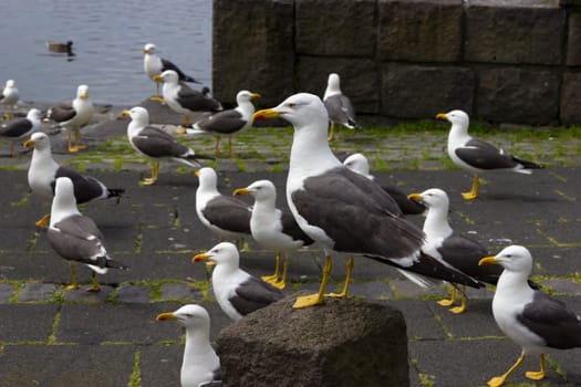 seagulls near a pond in the center of Reykjavik
