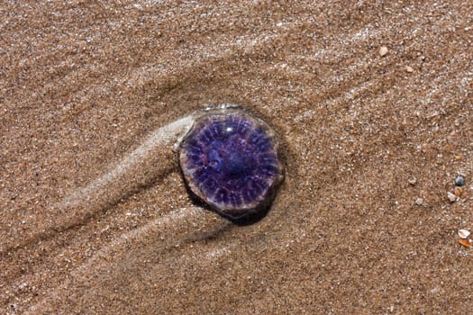 blue jellyfish on the sandy beach
