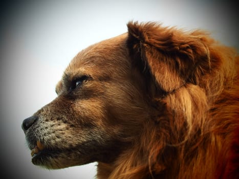 Dog Portrait - Foxy - Art