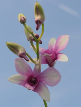 Orchid - Cymbidium - Art