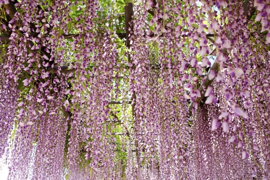 purple wisteria flowers