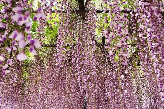 purple wisteria trellis in the Japanese Garden