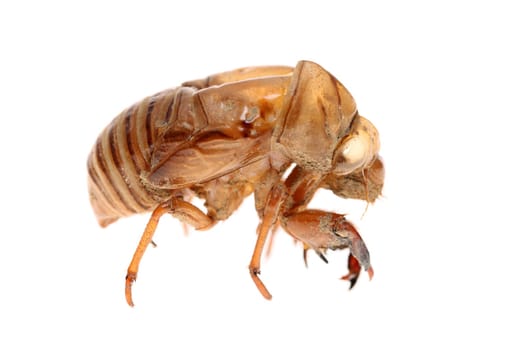 close up of cicada slough