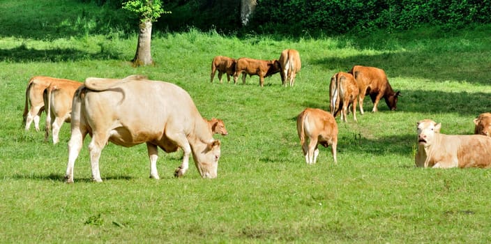 Cows in meadows