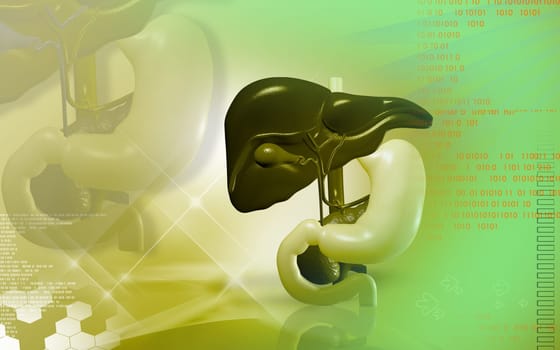 Digital illustration of Liver and stomach in colour background