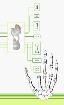 Human hand