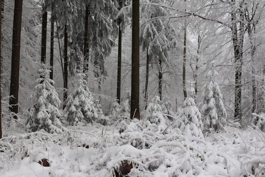 Thuringian forest