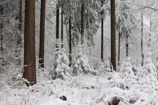 Thuringian forest