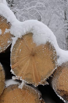 wood in winter