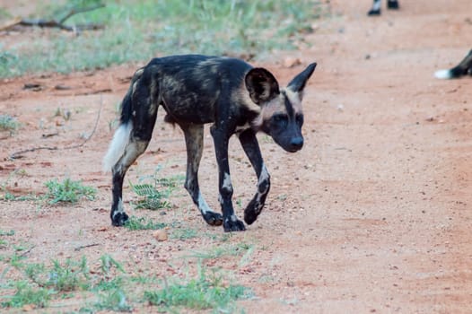 African wild dog (Lycaon pictus), also called painted dog, or Cape Hound in Tsavo West Park in Kenya