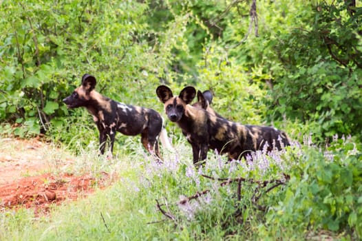 African wild dog (Lycaon pictus), also called painted dog, or Cape Hound in Tsavo West Park in Kenya