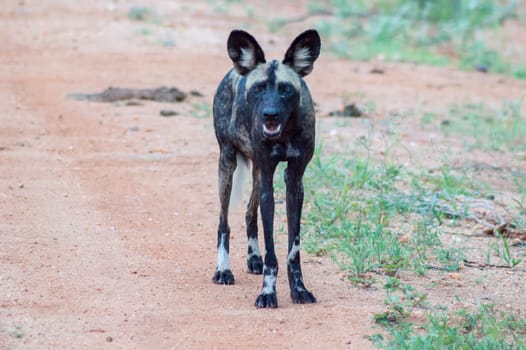 African wild dog (Lycaon pictus), also called painted dog, or Cape Hound in Tsavo West Park in Kenya