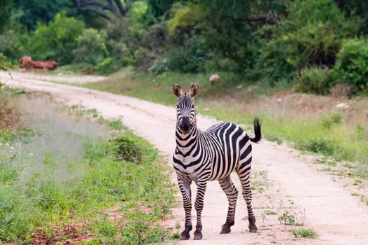 Zebra isolated on track looking at camera in tsavo west park