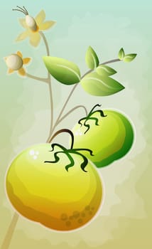 Tomatoes