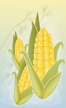 Three corn cobs