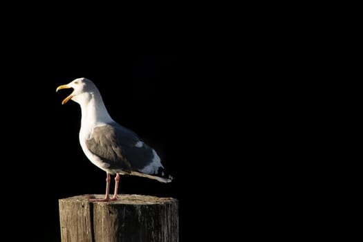 Seagull on pole on dark and black background, copy space