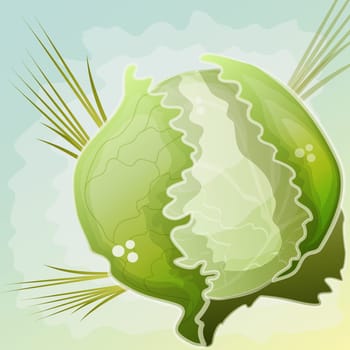 Cabbage