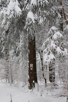 Thuringian forest