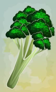 Close-up of broccoli