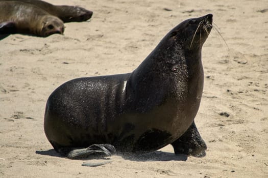 Black sea lion Seal barking on the beach. Animal wildlife and beauty in nature.