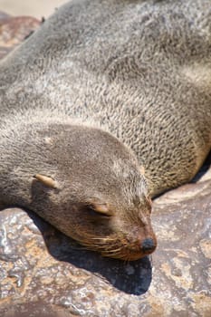 Seal lying, resting and sleeping on a rock. Selective focus. Animal wildlife. Close-up and detail.