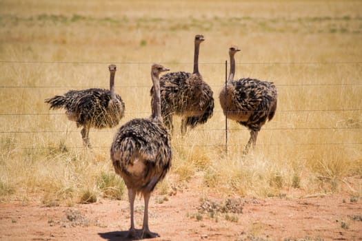 Herd of ostrich standing in fenced national park in Africa. Beauty in nature.