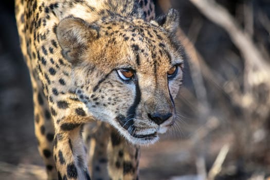 Alerted and on guard cheetah carefully sneaking through the bush hunting for prey. Safari animal in Africa