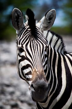 Single zebra head close-up, view on head and stripes, bush in defocused background