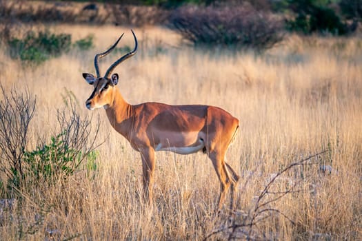 Impala antelope isolated in the African savannah of Etosha national park Namibia. Wildlife during safari. Travel and tourism on the African continent