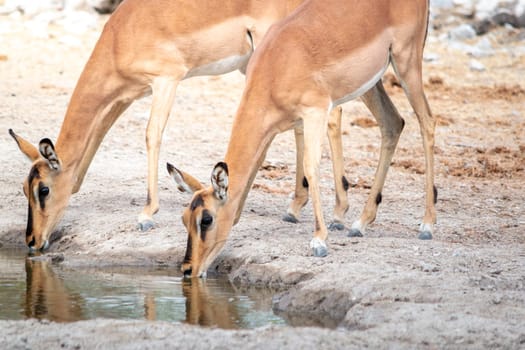 Two impala antelopes drinking water from a waterhole in the African savannah during a safari trip in Etosha National Park in Namibia