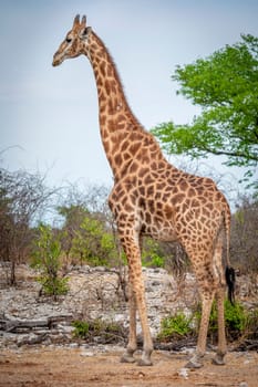 Giraffe standing gracefully and with elegance in the wilderness of the african savanna during a safari