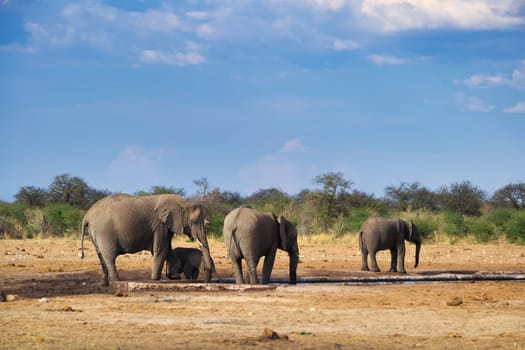 Elephant family taking care of young calf at drinking pool in a national park in Africa (Etosha, Namibia)
