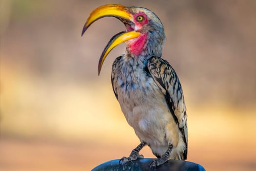 Southern yellow-billed hornbill or latin name Tockus leucomelas. Close-up and detail.