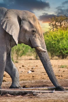 Elephant drinking from a waterhole in a national park in Africa. Safari animal wildlife.
