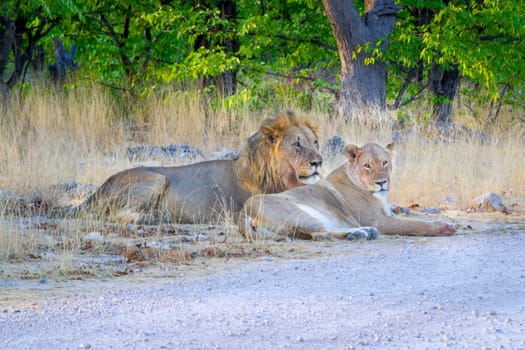 Lion couple togetherness, male and female resting and lying in the african savannah during a safari