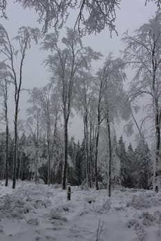 Thuringian forest