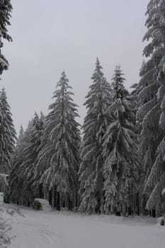 Thuringian forest